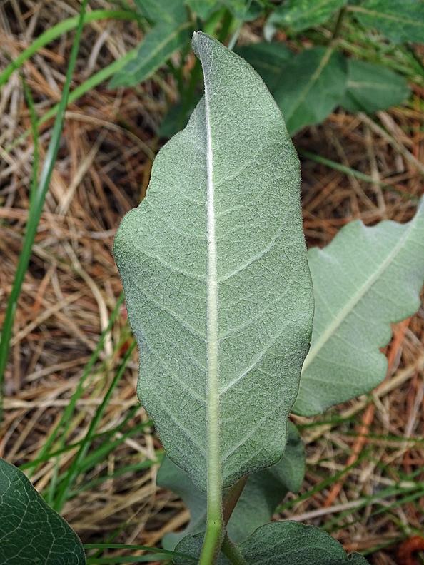 Mahogany milkweed Photo by Robert Behrstock