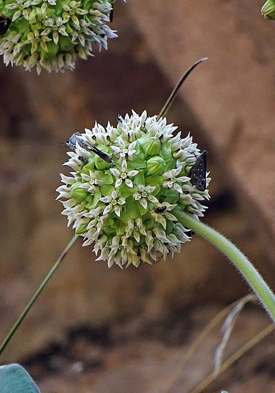 Lemmon's milkweed Photo by Robert Behrstock