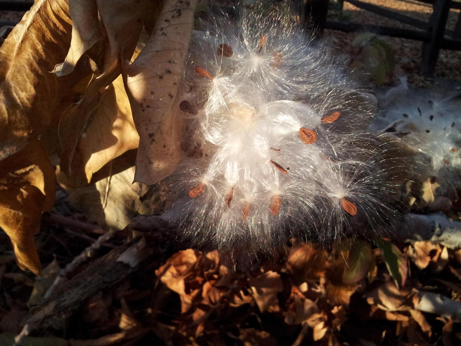 Showy milkweed Photo by Loren Laureti