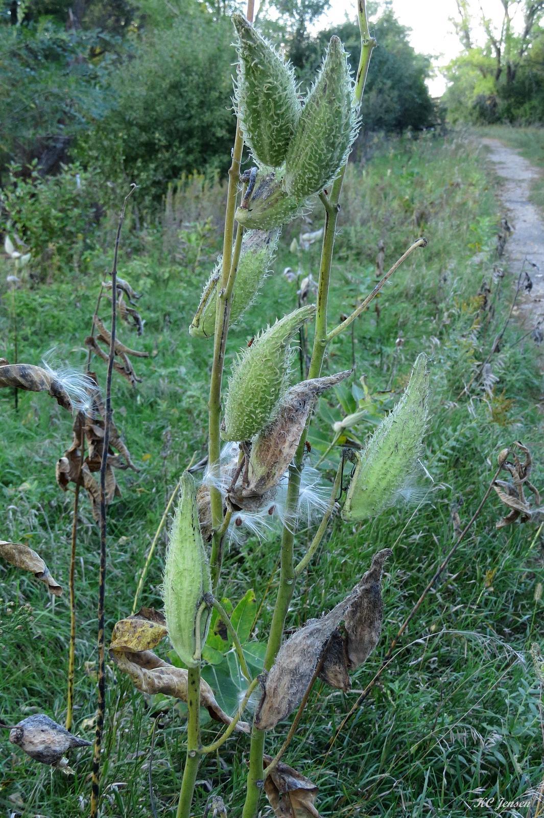 Common milkweed Photo by Kent Jensen