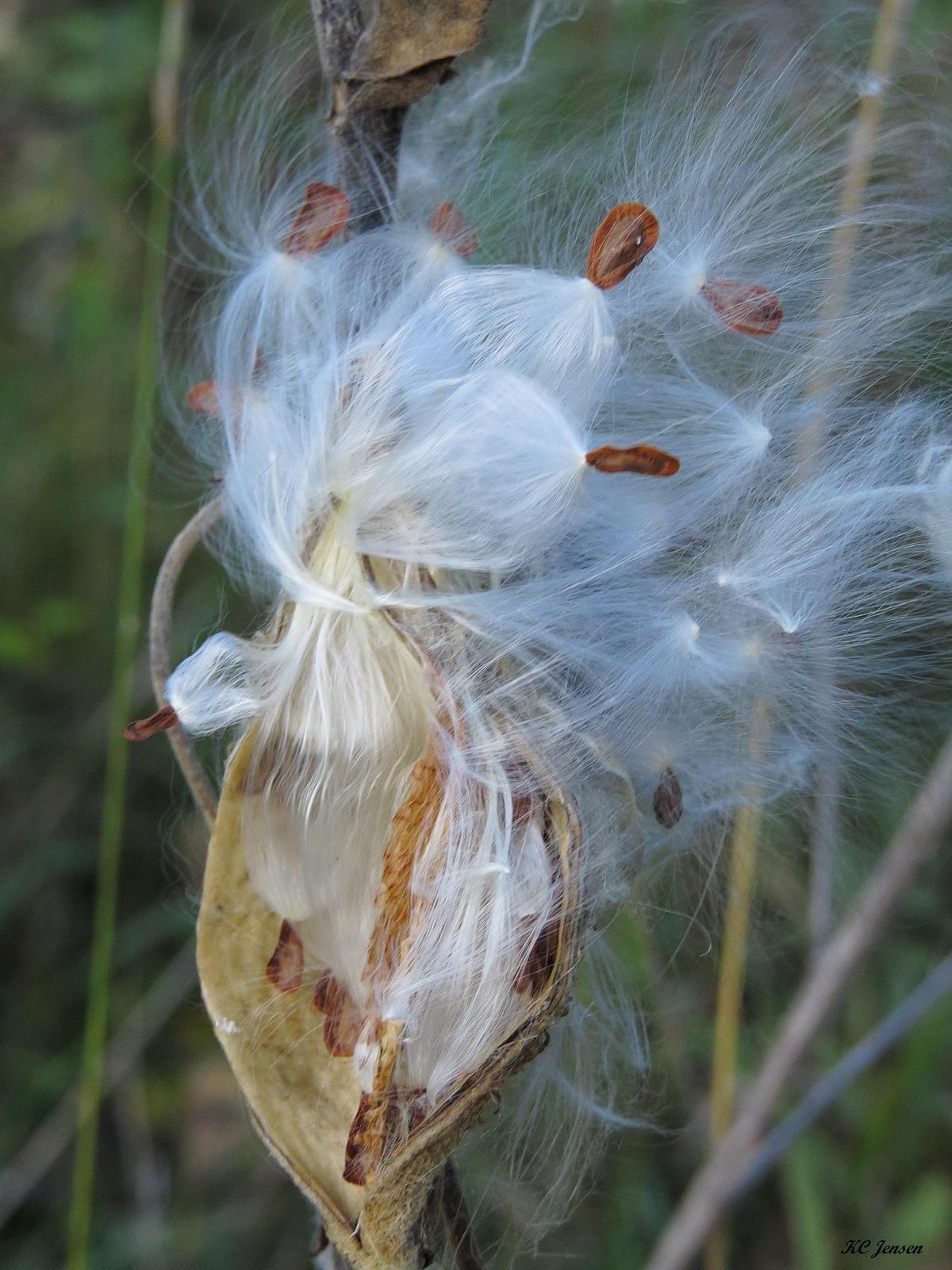 Common milkweed Photo by Kent Jensen