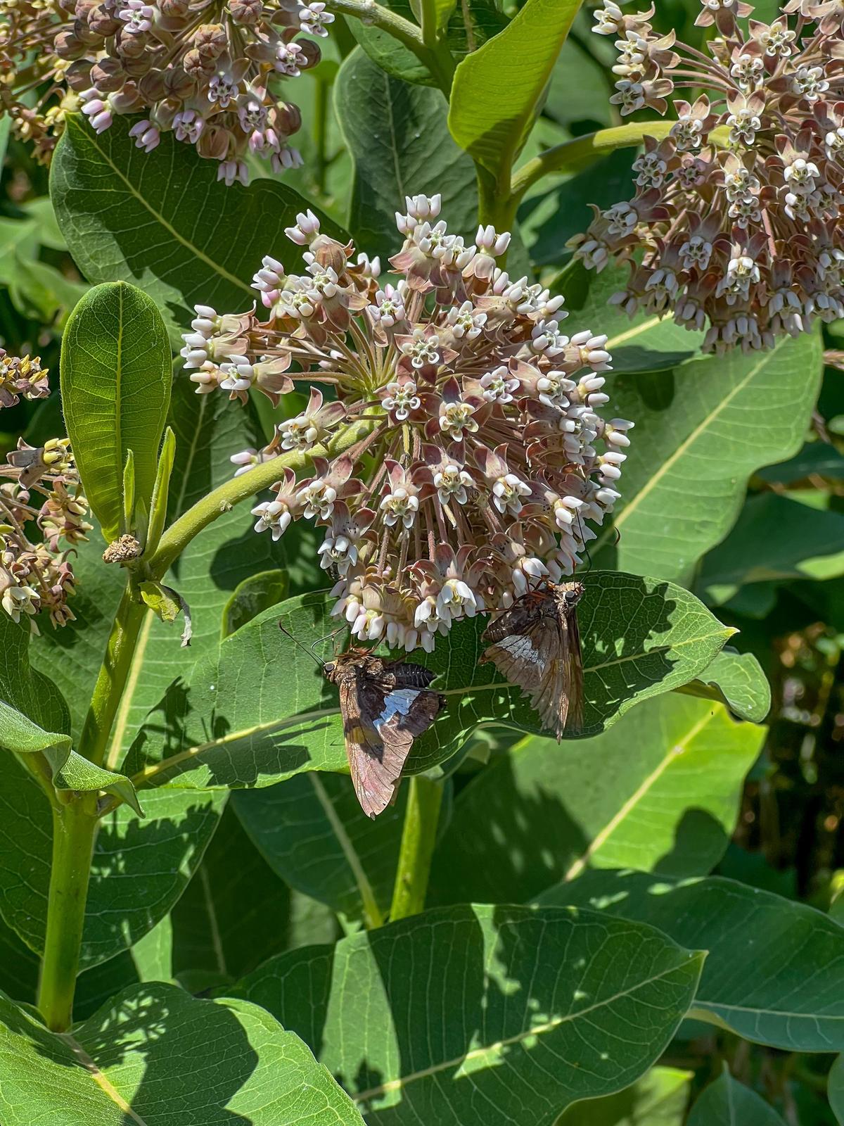 Common milkweed Photo by Ashley Bradford