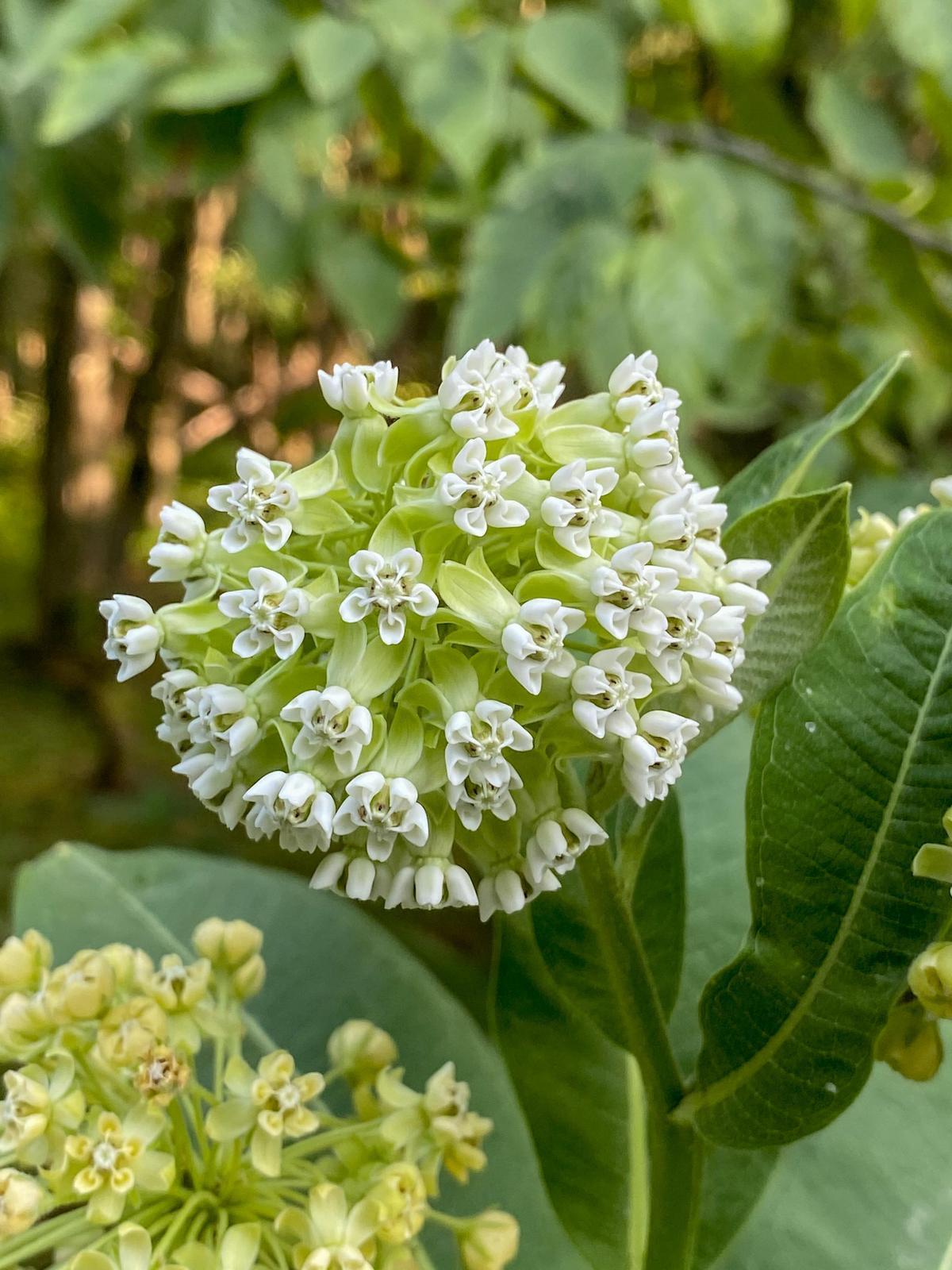 Common milkweed Photo by Ashley Bradford