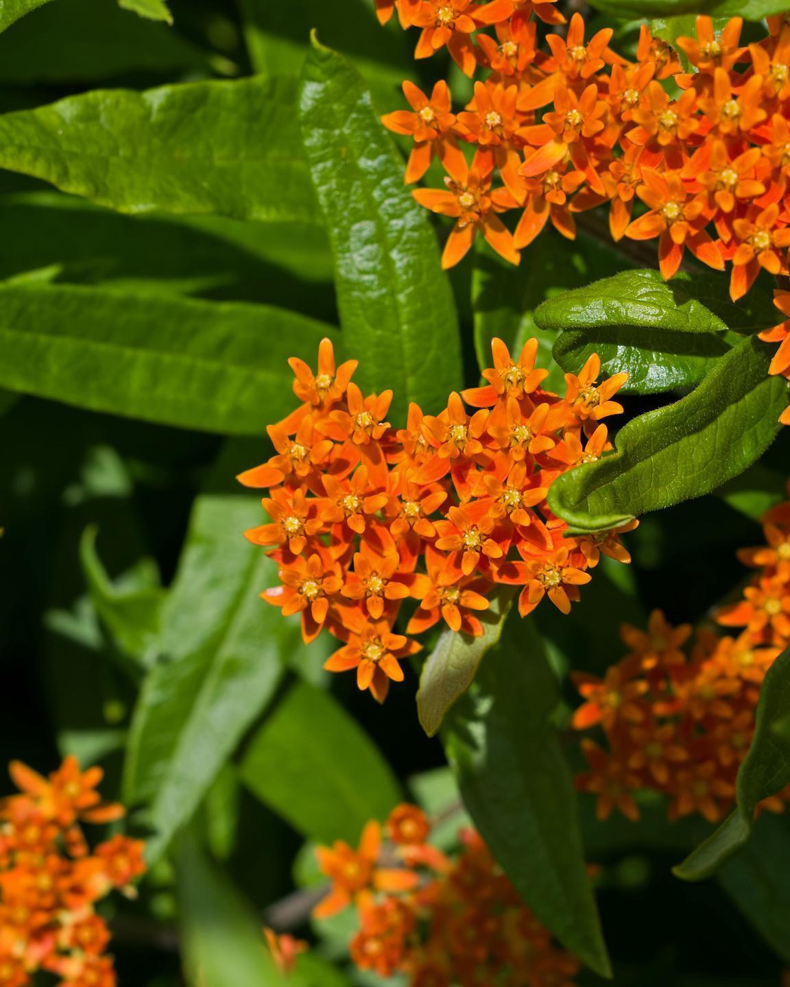 Butterfly milkweed Photo by Rob Dickerson