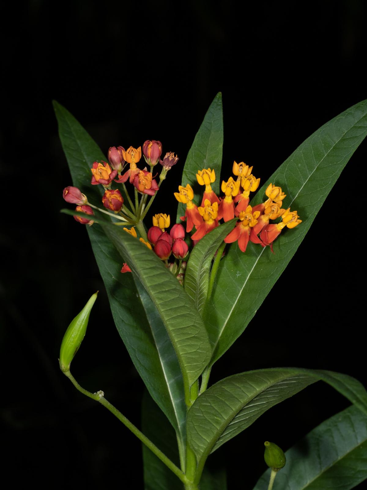 Tropical milkweed Photo by Ashley Bradford