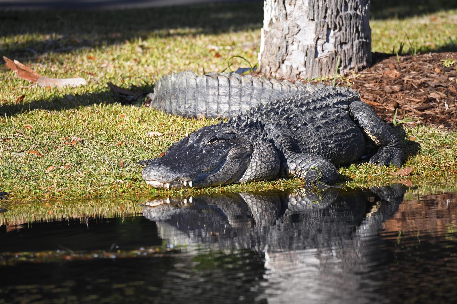 American Alligator Photo by Jacob Zadik