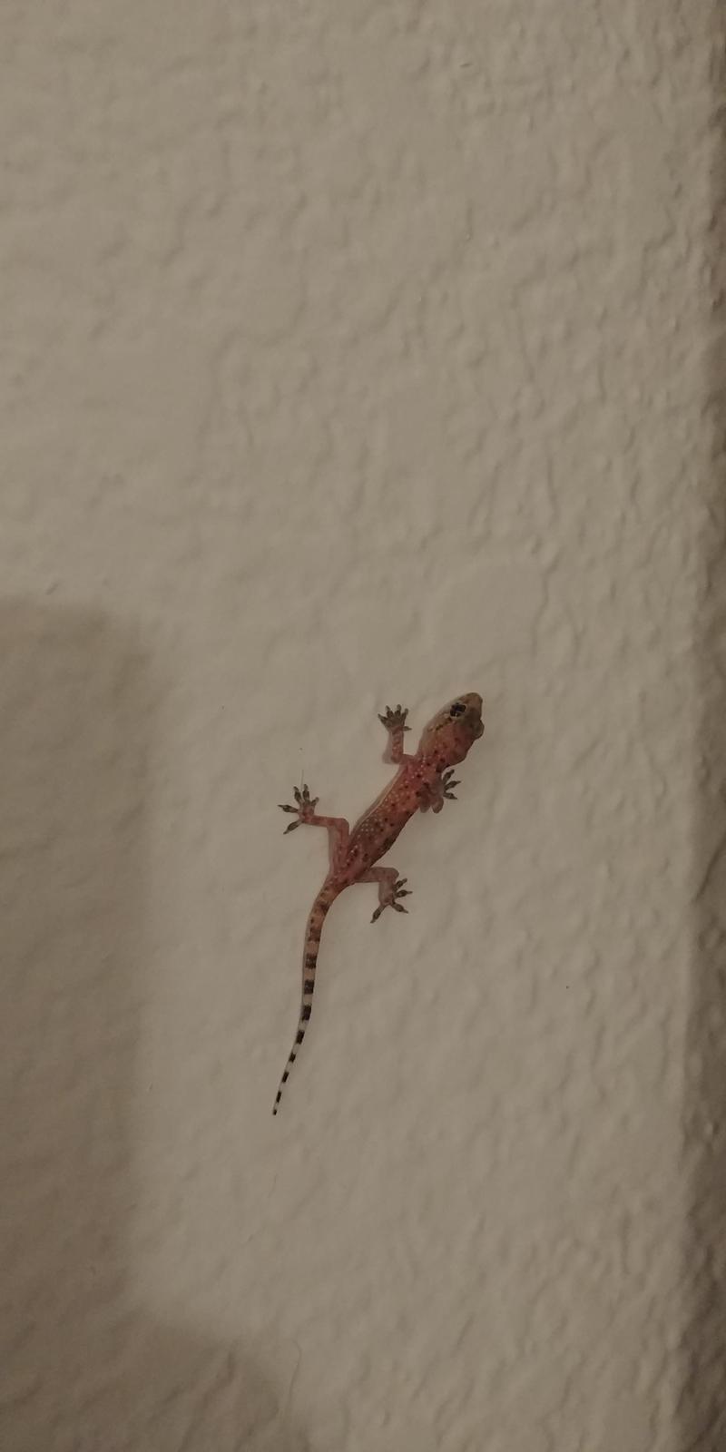 Mediterranean House Gecko Photo by Peter Bergeson