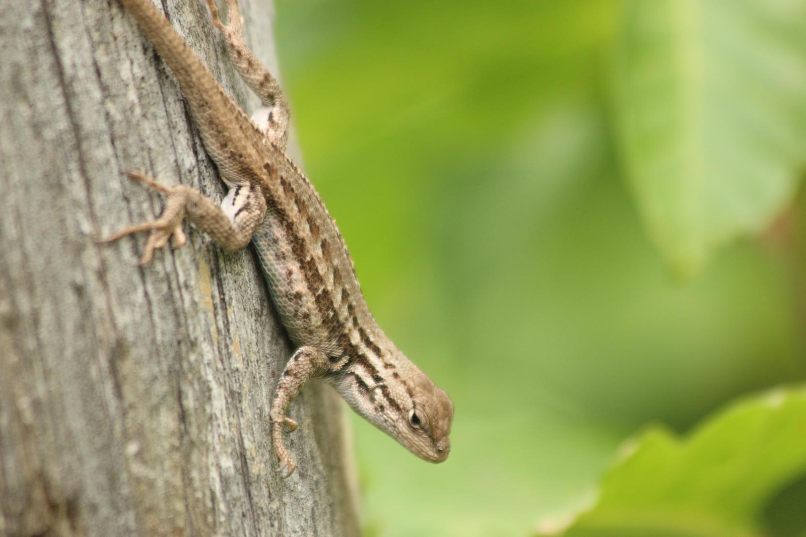 Sagebrush Lizard Photo by Peter Bergeson