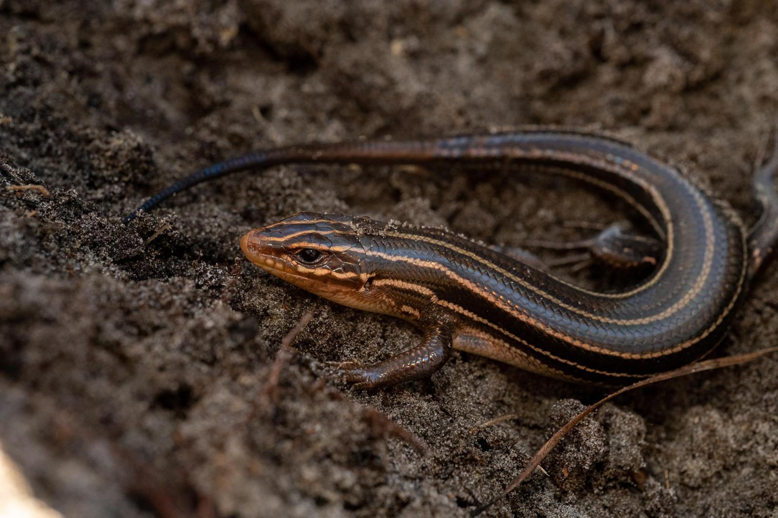 Common Five-lined Skink Photo by Jacob Zadik