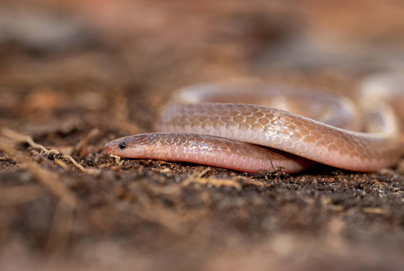 Eastern Worm Snake Photo by Jacob Zadik