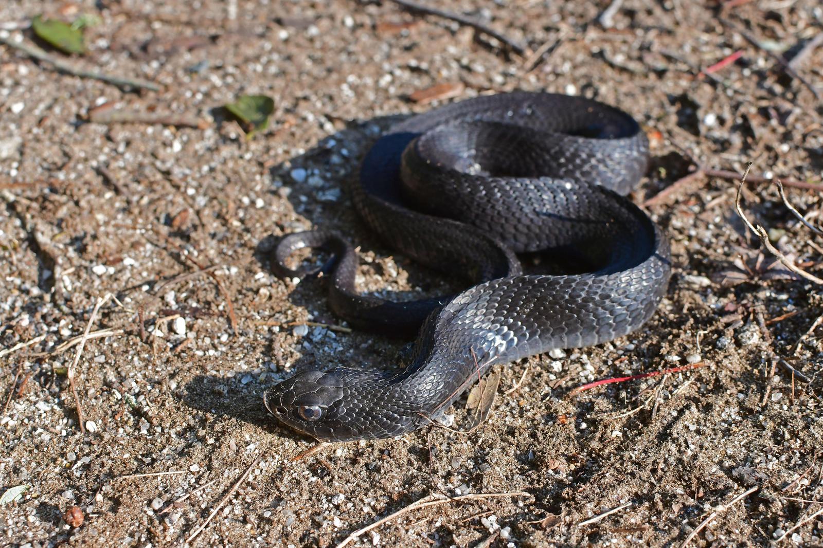 Eastern Hognose Snake Photo by Jacob Zadik