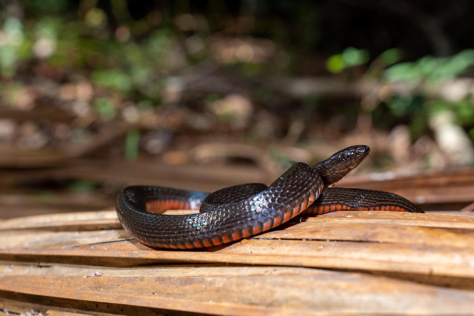 Black Swamp Snake Photo by Jacob Zadik