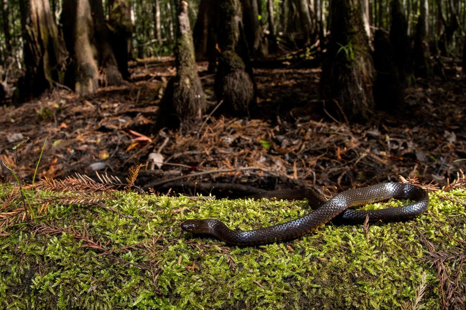 Black Swamp Snake Photo by Jacob Zadik