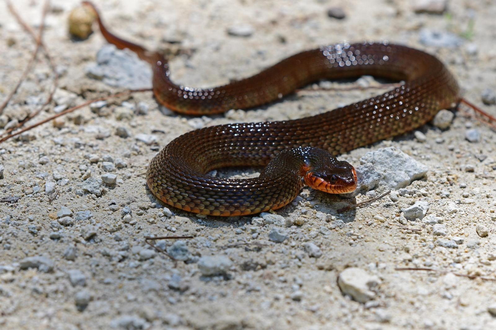 Plain-bellied Water Snake Photo by Jacob Zadik