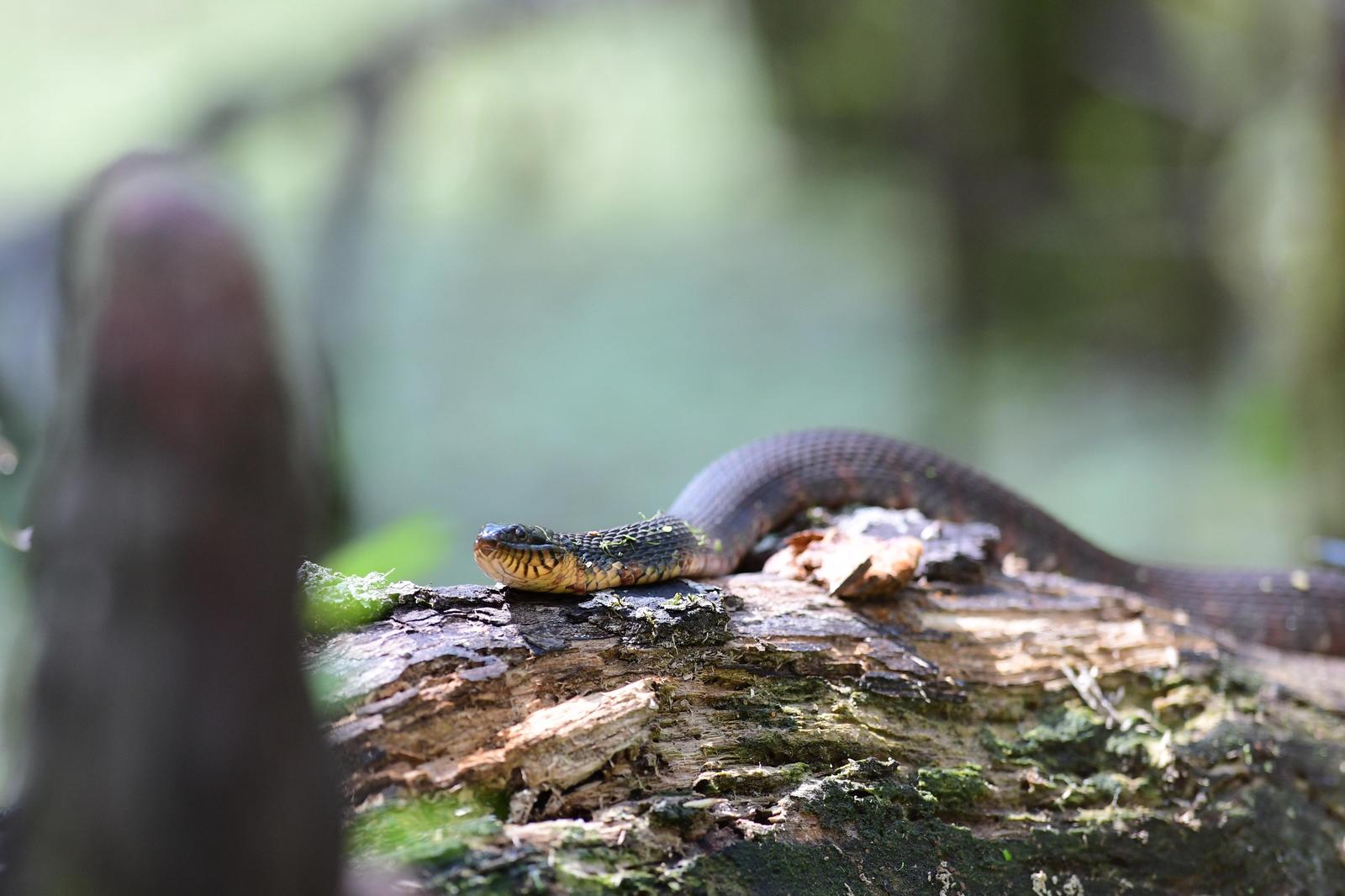 Southern Water Snake Photo by Jacob Zadik
