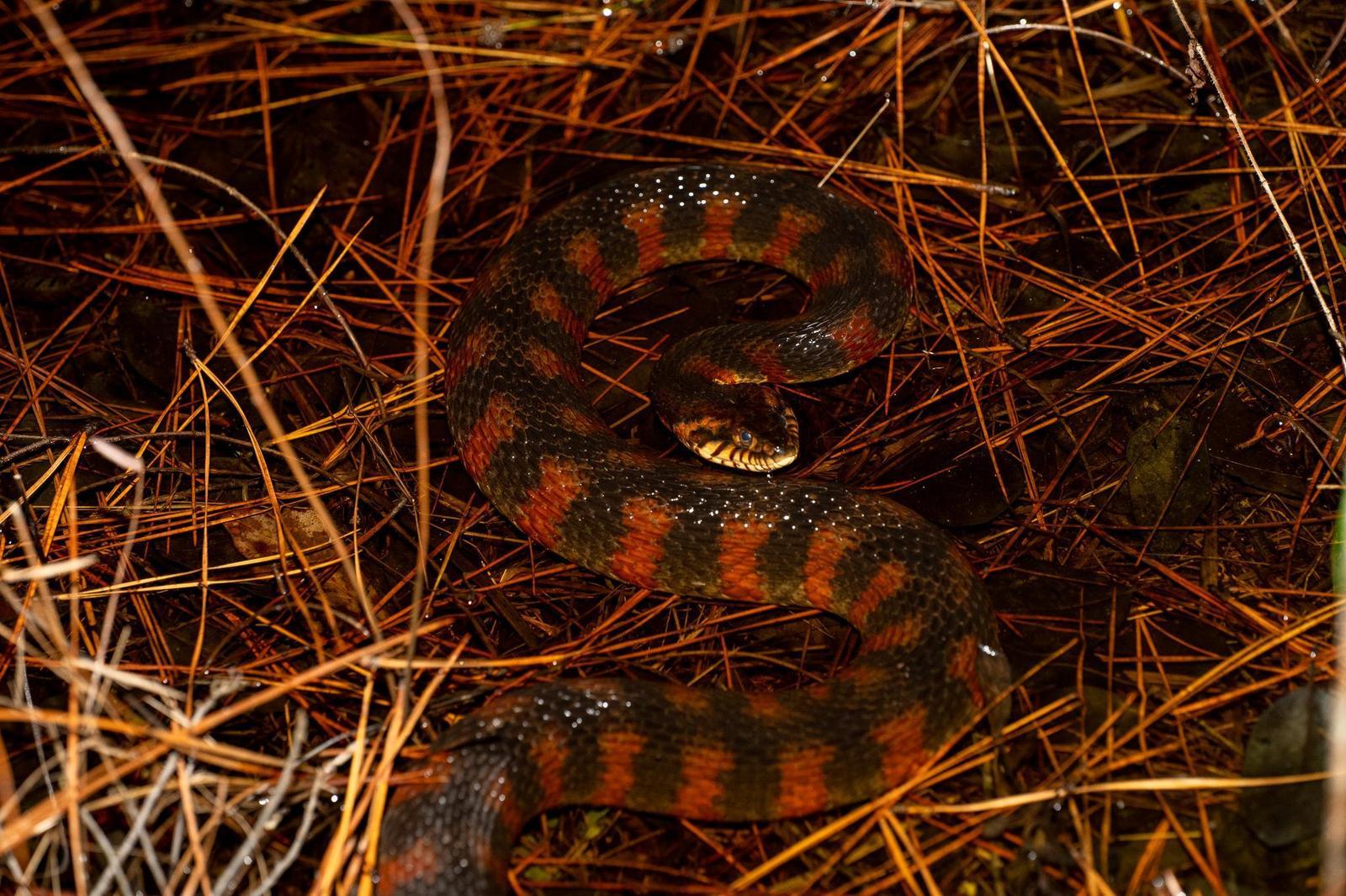 Southern Water Snake Photo by Jacob Zadik