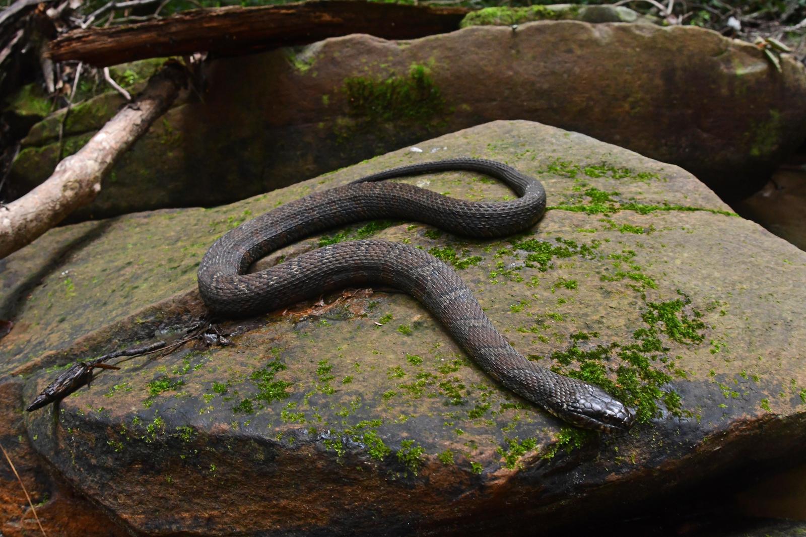 Northern Water Snake Photo by Jacob Zadik