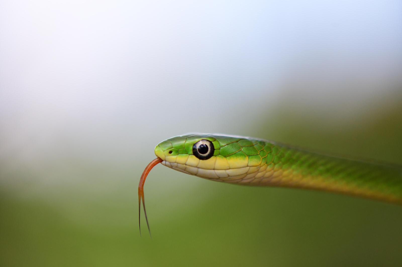 Rough Green Snake Photo by Jacob Zadik