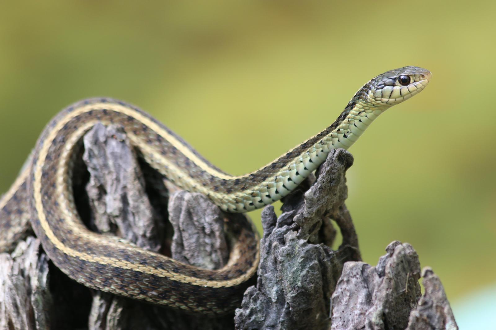 Common Garter Snake Photo by Peter Bergeson
