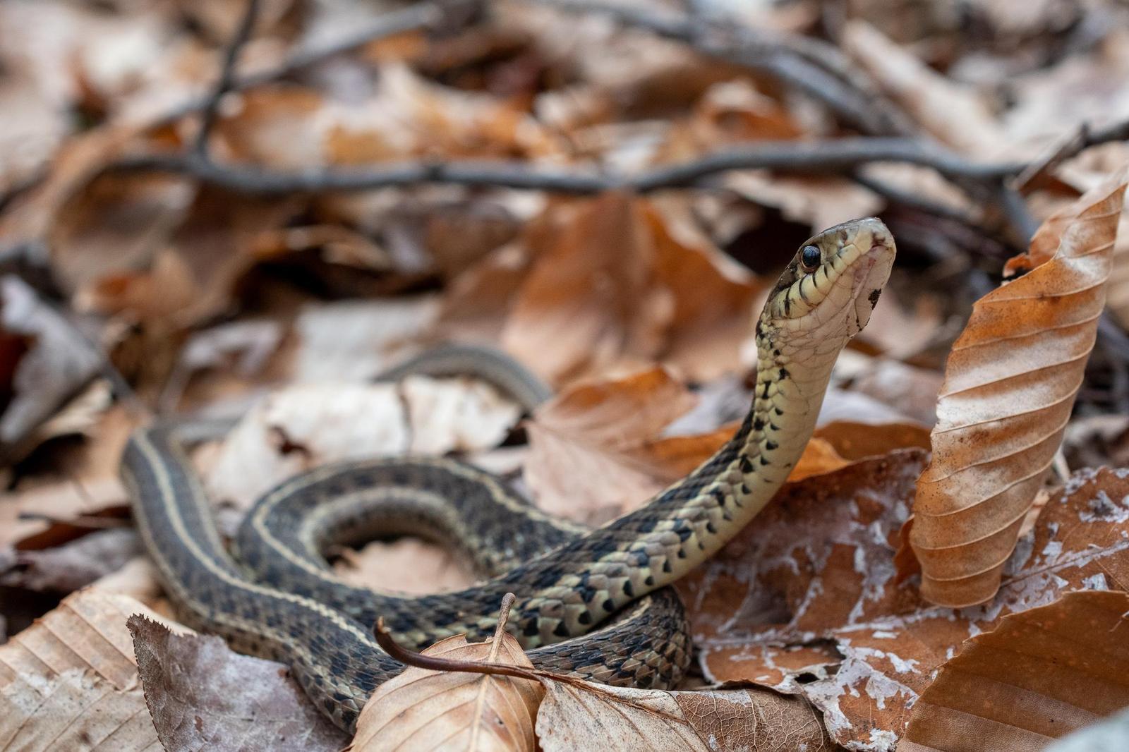 Common Garter Snake Photo by Jacob Zadik