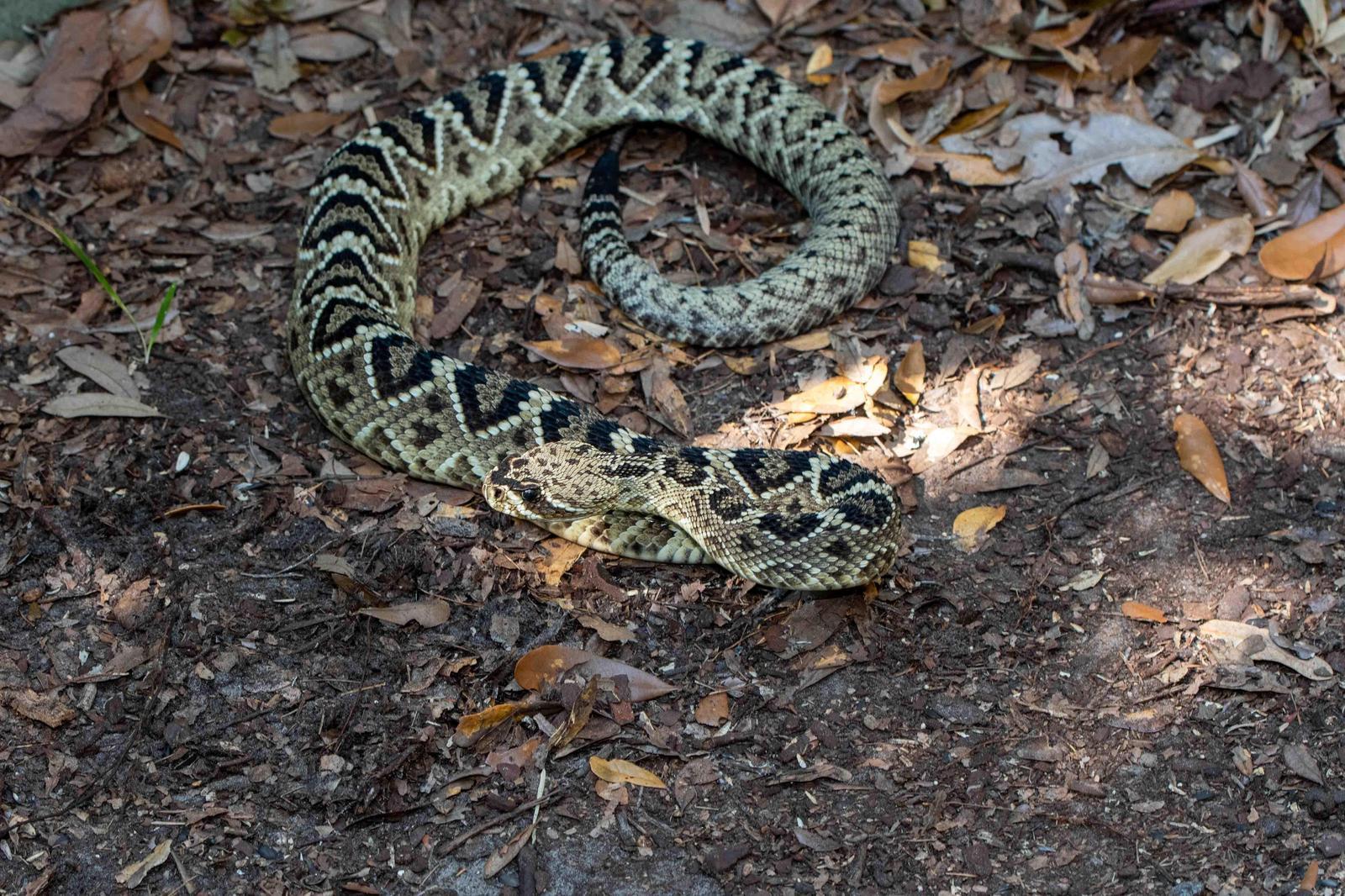Eastern Diamondback Rattlesnake Photo by Jacob Zadik