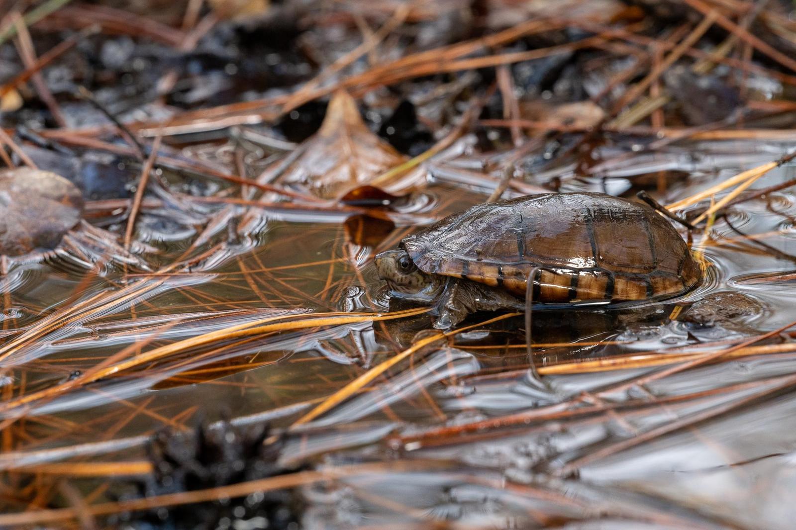 Common Mud Turtle Photo by Jacob Zadik