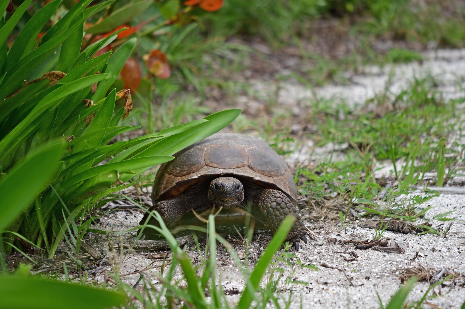 Gopher Tortoise Photo by Jacob Zadik