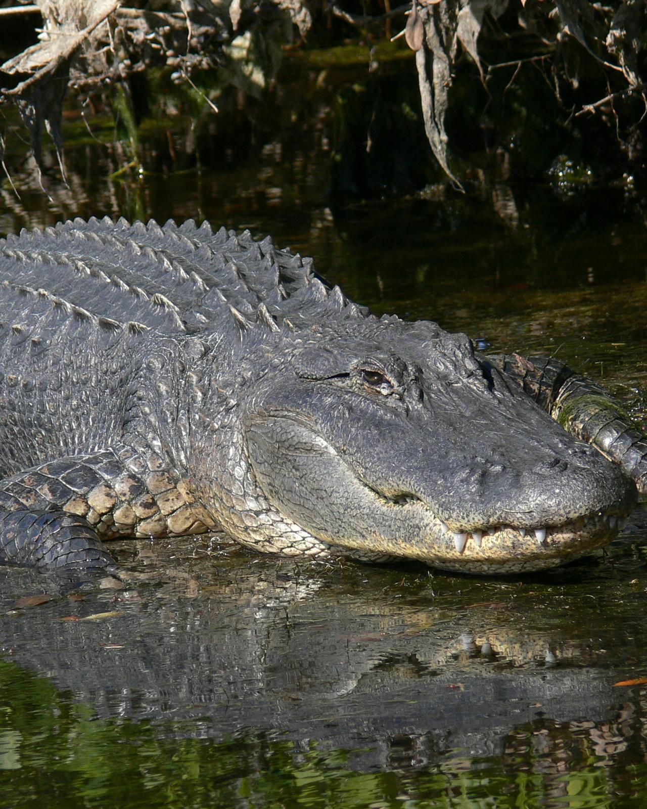 American Alligator Photo by Knut Hansen