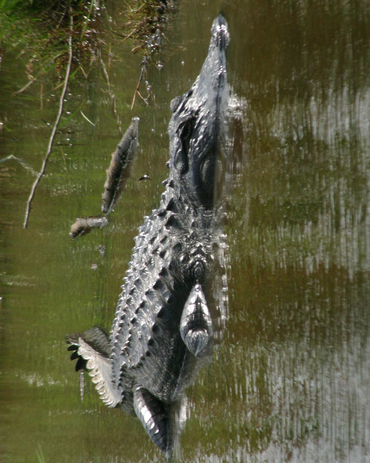 American Alligator Photo by David Sarkozi
