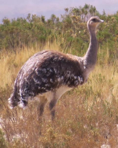 Lesser Rhea (Puna)