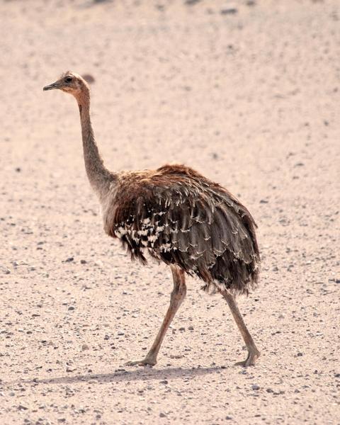 Lesser Rhea (Puna)