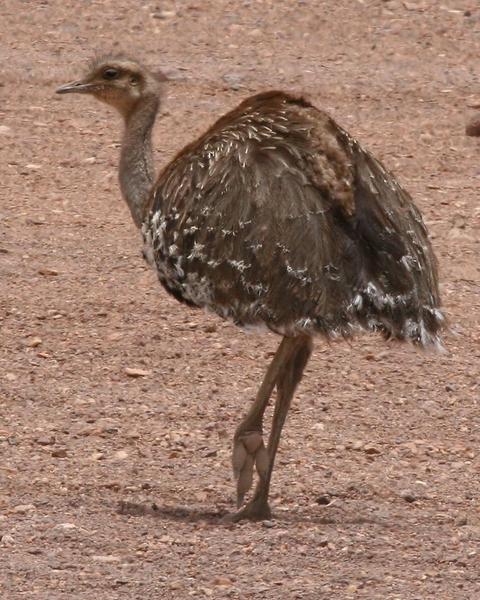 Lesser Rhea (Puna)