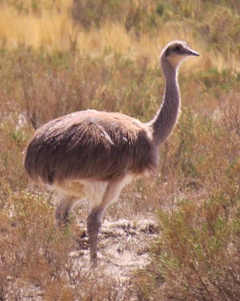 Lesser Rhea (Puna)