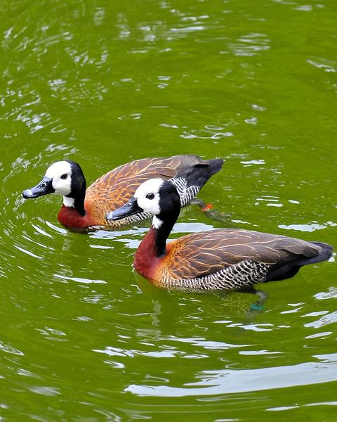 White-faced Whistling-Duck