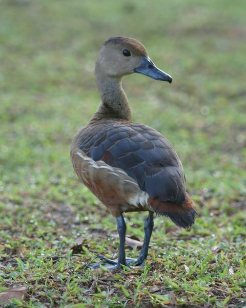 Lesser Whistling-Duck