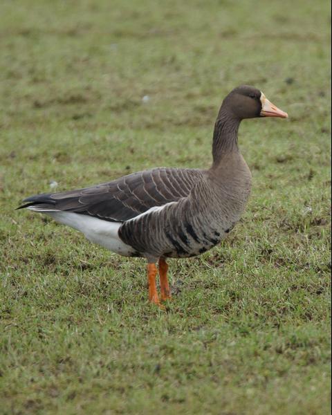 Greater White-fronted Goose (Greenland)