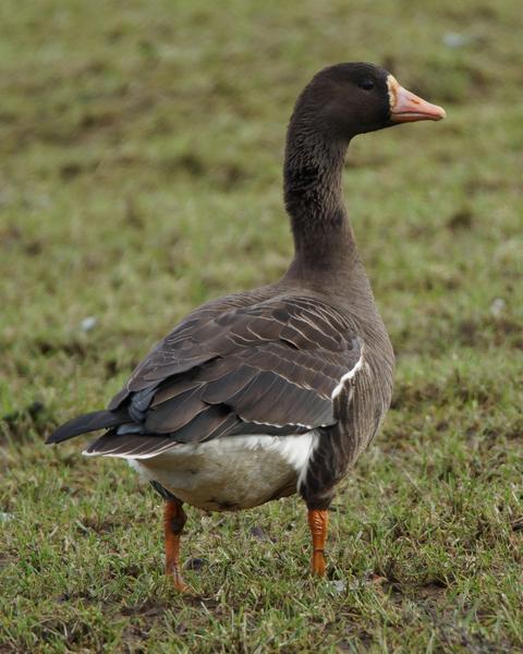 Greater White-fronted Goose (Greenland)