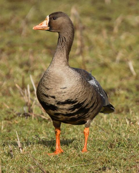 Greater White-fronted Goose (Greenland)