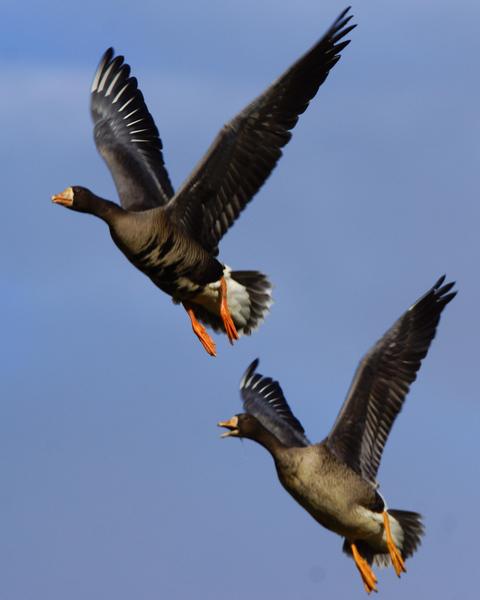 Greater White-fronted Goose (Greenland)