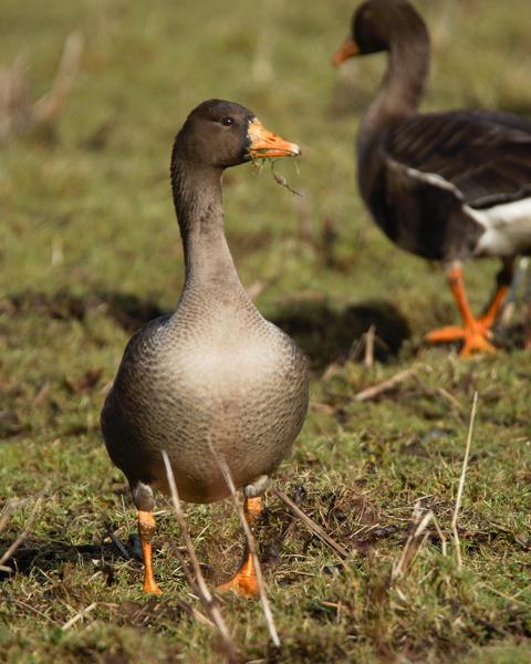 Greater White-fronted Goose (Greenland)