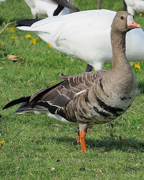 Greater White-fronted Goose (Western)