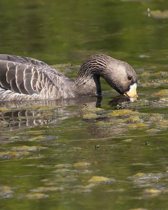 Greater White-fronted Goose (Western)