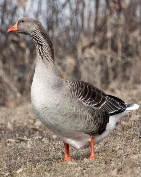 Graylag Goose (Domestic type)