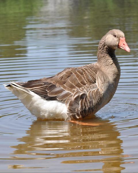 Graylag Goose (Domestic type)