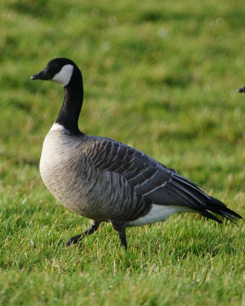 Cackling Goose (Richardson's)