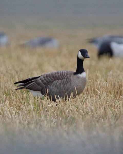 Cackling Goose (Richardson's)