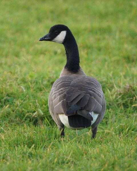 Cackling Goose (Richardson's)