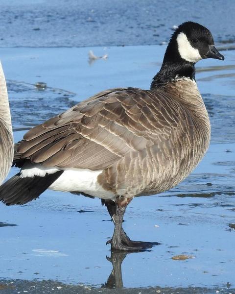 Cackling Goose (Richardson's)