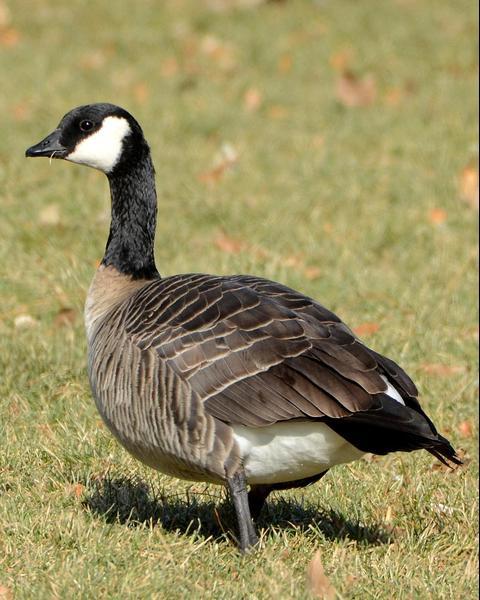 Cackling Goose (Richardson's)