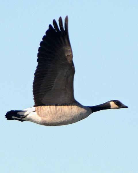 Cackling Goose (Richardson's)